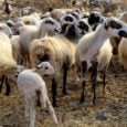 Τι είναι η πανώλη στα αιγοπρόβατα. Συμπτώματα και μετάδοση