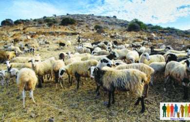 ΕΛΓΑ: Πληρωμή αποζημιώσεων σε κτηνοτρόφους