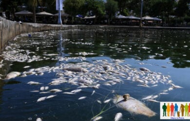 Βόλος: Χιλιάδες νεκρά ψάρια στην παραλία